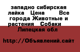 западно сибирская лайка › Цена ­ 0 - Все города Животные и растения » Собаки   . Липецкая обл.
